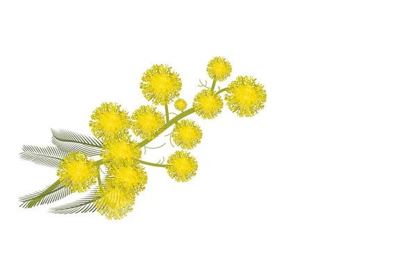 Yellow Mimosa Flower Branch Symbol Spring Isolated White Mimosa Spring — Stock Vector
