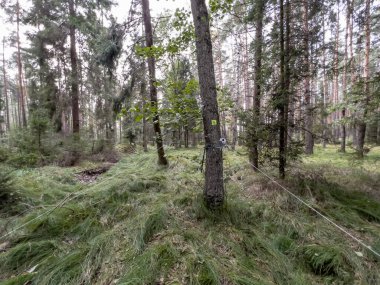 Polonya Pnömatik Alan Atışları Şampiyonası Kalety, Polonya. Polonya Açık 2022, FT, HFT ve NHFT kategorileri. Ormandaki çanlara yerleştirilmiş hedeflerle atış pozisyonları.