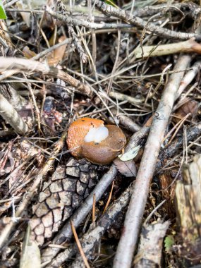 Kabuksuz salyangozlar (kırmızı salyangoz (Arion rufus), ayrıca büyük kırmızı sümüklü böcek, çikolata aryonu ve Avrupa kırmızı sümüklüböceği olarak da bilinir). Çiftleşme sırasında iki birey.