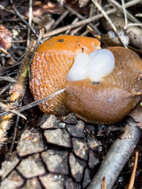 Kabuksuz salyangozlar (kırmızı salyangoz (Arion rufus), ayrıca büyük kırmızı sümüklü böcek, çikolata aryonu ve Avrupa kırmızı sümüklüböceği olarak da bilinir). Çiftleşme sırasında iki birey.