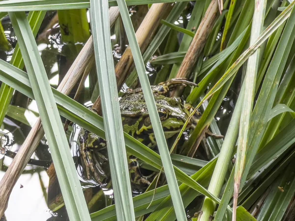 Sapo Verde Sentado Alga Que Cresce Beira Lagoa — Fotografia de Stock