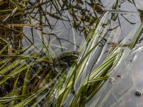 Green Frog Sitting Seaweed Growing Edge Pond — Stock Photo, Image