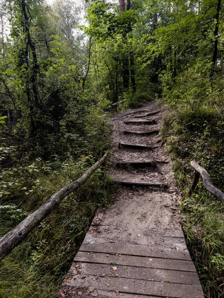 Egy Fahíd Patak Felett Fából Készült Lépcsők Ösvényen Amely Zöld — Stock Fotó