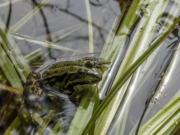Ein Grüner Frosch Sitzt Auf Den Algen Die Teichrand Wachsen — Stockfoto