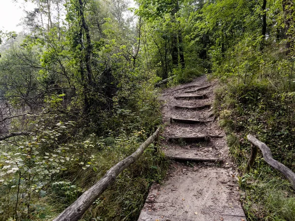 小河上的木桥和小径上的木台阶 穿过一片绿叶茂密的森林 — 图库照片