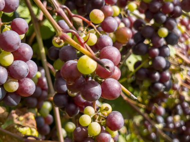 Asma üzümlerin meyveleri güneşte olgunlaşır..