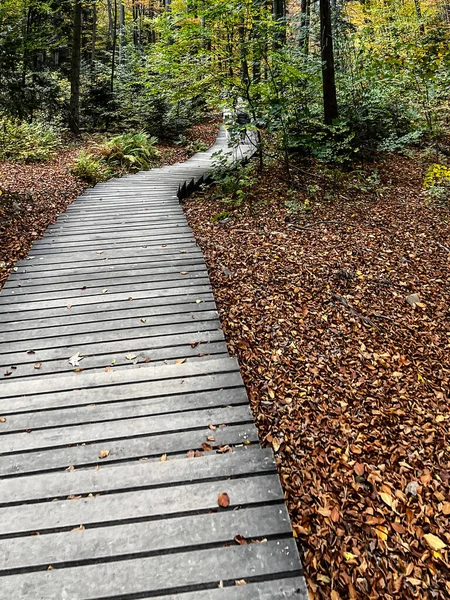 Sentier Touristique Dans Forêt Primitive Jodlowa Sainte Catherine Lysica Partiellement — Photo