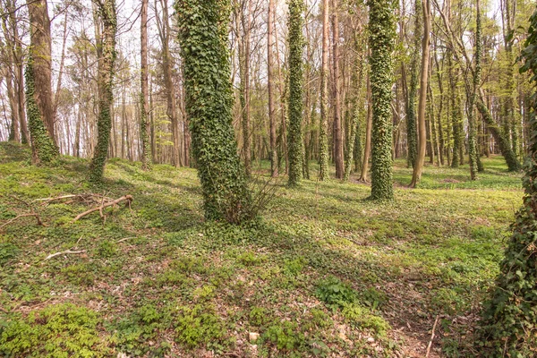 Törzsek Borostyánnal Borított Erdőben Hozzon Létre Egy Eredeti Zöld Háttér — Stock Fotó