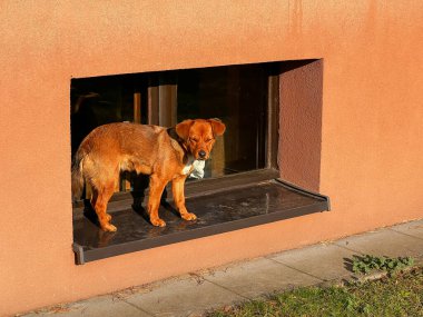A small brown dog basking in the herbaceous sun on the windowsill of a basement window.
