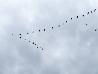 A flock of birds in the sky, returning from warm countries.