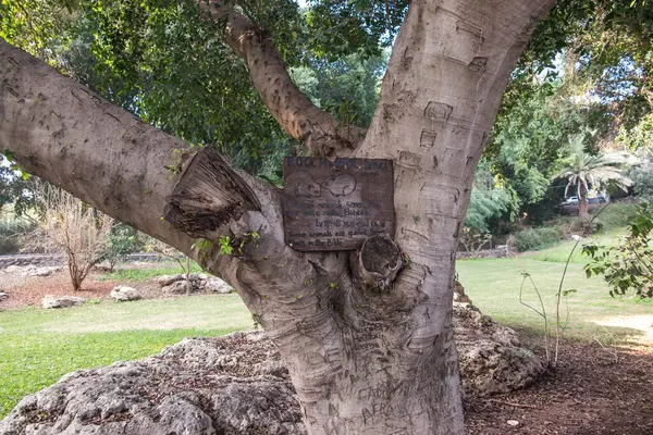 Uma Placa Uma Grande Árvore Que Cresce Junto Mar Galiléia — Fotografia de Stock