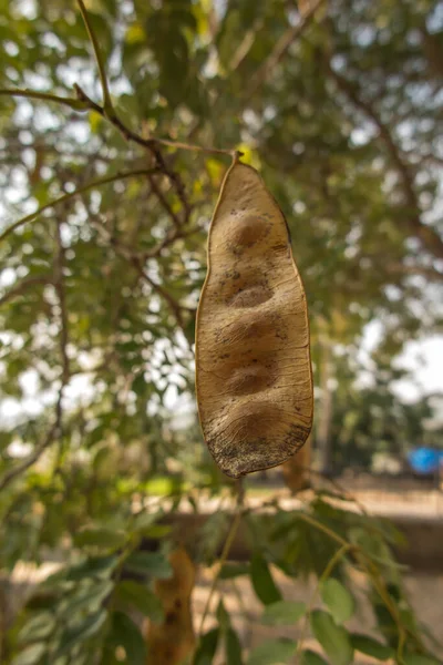 近いうちに枝に種がぶら下がっている豆をイナゴ — ストック写真