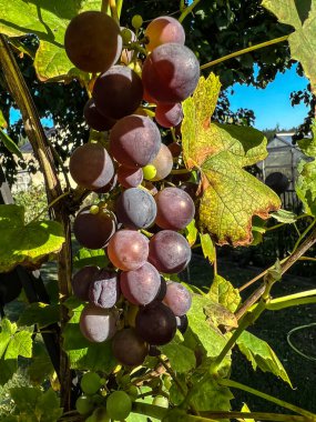 Çalının üzerindeki yaprakların arasında olgunlaşmış üzümler..
