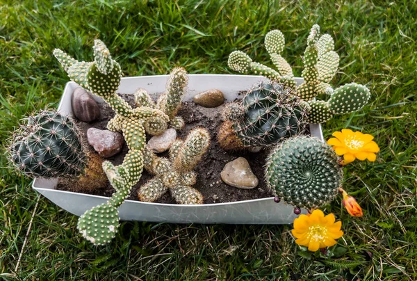 Small Cactus Pot Yellow Flowers — Stock Photo, Image