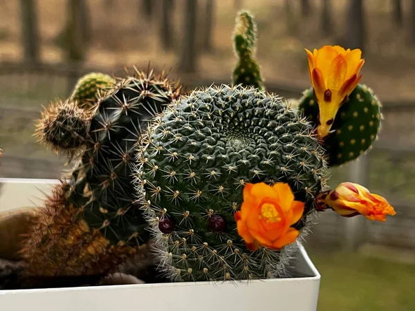 Mały Kaktus Garnku Żółtymi Kwiatami — Zdjęcie stockowe