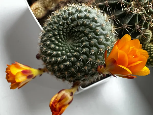 Small Cactus Pot Yellow Flowers — Stock Photo, Image