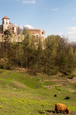 Polonya 'da Krzeszowice yakınlarındaki Rudno köyündeki Teczyn Kalesi' nin eteklerinde öküz yetiştiriciliği yapan tarım turizmi çiftliği yıkıntıları.