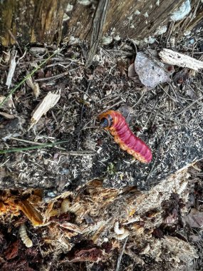 Parçalanmış, kısmen çürümüş bir ağaç gövdesinden solucanlar..