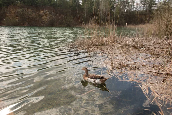 Pato Selvagem Água Lago Grodek Park Jaworzno — Fotografia de Stock