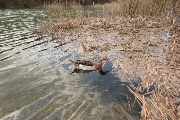 Divoká Kachna Vodě Jezera Parku Grodek Jaworznu — Stock fotografie