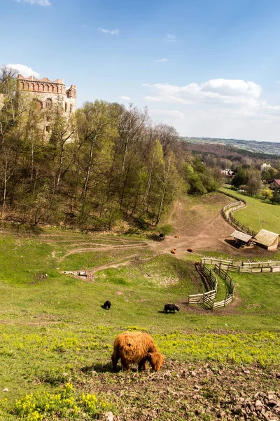 Agritourisme Ferme Avec Élevage Yaks Pied Des Ruines Château Teczyn — Photo