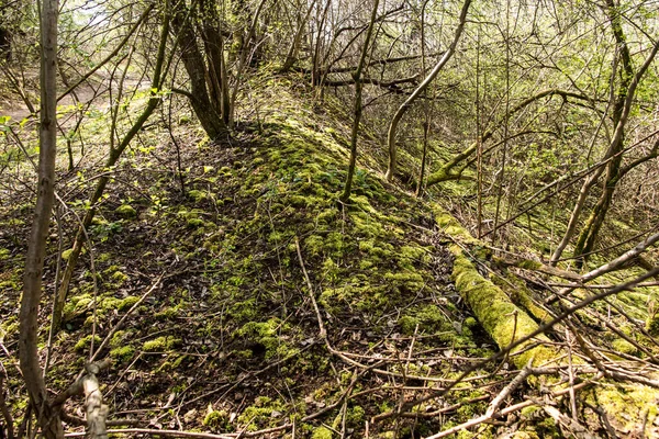 Grüne Moose Und Flechten Einem Buschigen Teil Des Grodek Parks — Stockfoto