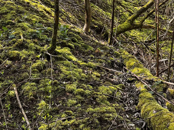 Musgos Líquenes Verdes Numa Parte Arbustiva Parque Grodek Jaworzno Polónia — Fotografia de Stock