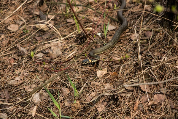 Grama Cobra Rastejando Folhas Secas Início Primavera — Fotografia de Stock