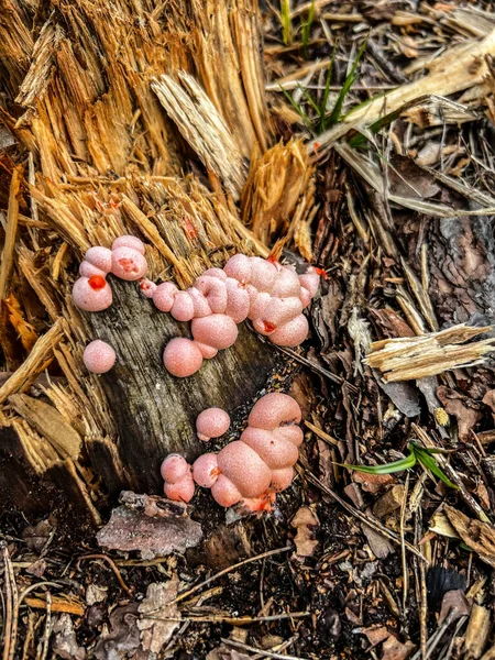 Rosafarbene Wucherungen Einem Teilweise Morschen Holzstamm — Stockfoto