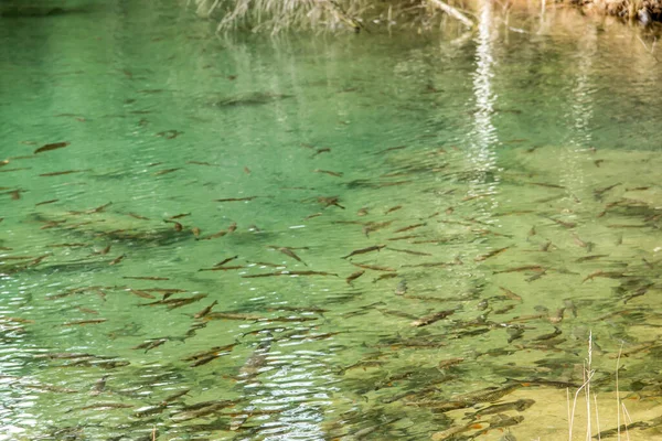 ポーランドのヤワズノにある公園グロデク ポーランド モルディブ 透明水の中に見える魚が多い — ストック写真