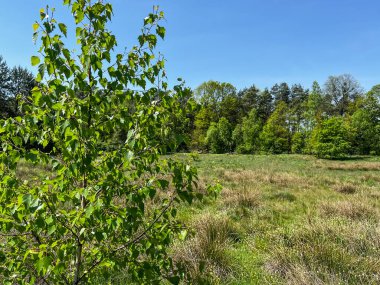 İlkbaharda yeşil arka plan olarak taze huş yaprakları olan dal