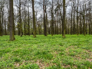 Baharda yaşlı ağaçların olduğu eski park, Polonya 'da Swierklaniec