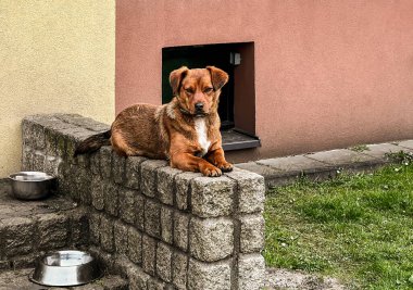 Küçük kahverengi melez bir köpek evin önündeki duvarda oturuyor..