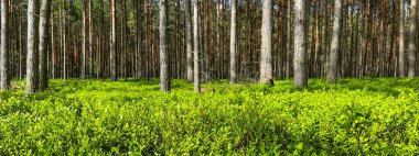 Arka plan olarak çam ormanında çiçek açarken baharda koyu yeşil yaban mersini.