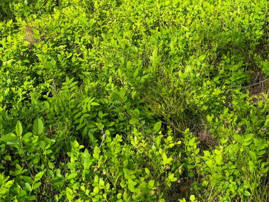 Arka plan olarak çam ormanında çiçek açarken baharda koyu yeşil yaban mersini.