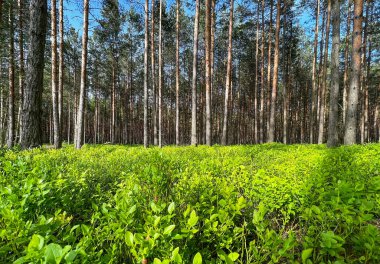 Arka plan olarak çam ormanında çiçek açarken baharda koyu yeşil yaban mersini.
