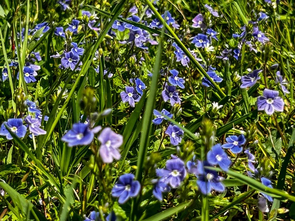 Různé Divoké Květy Kvetoucí Mezi Šedozelenými Zelenými Travinami Bylinami Plevelem — Stock fotografie