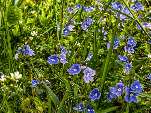 Różne Dzikie Kwiaty Kwitnące Wśród Szarych Zielonych Traw Ziół Chwastów — Zdjęcie stockowe