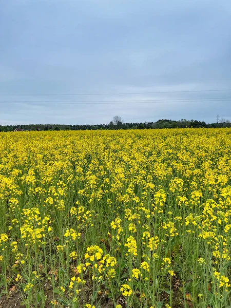 Field Yellow Rape Blossoms May Correspond Colors Ukrainian Flag — Stock Photo, Image