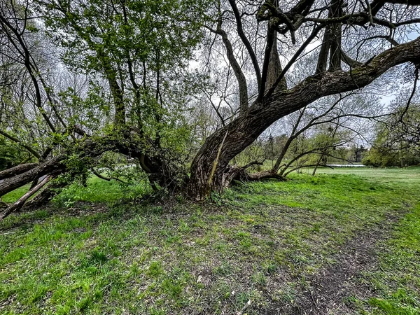 波兰斯沃尔克拉涅茨的一个公园里长着一棵长满倾斜树干的老柳树 — 图库照片