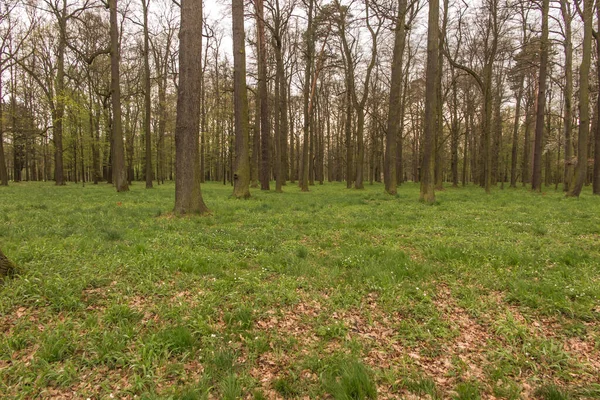 Старий Парк Старими Деревами Навесні Сверкланеці Польща — стокове фото