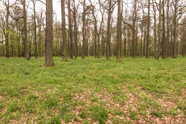 Parque Velho Com Árvores Velhas Primavera Swierklaniec Polônia — Fotografia de Stock
