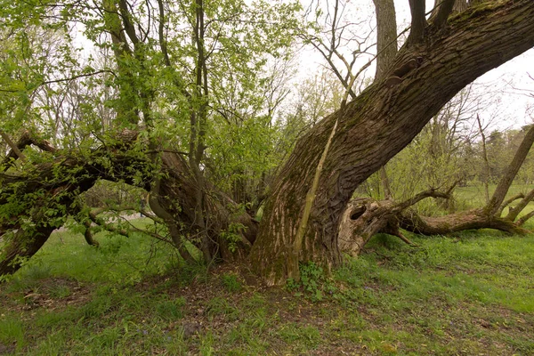 Egy Öreg Szétszóródó Fűzfa Ferde Törzsekkel Egy Parkban Swierklaniec Ben — Stock Fotó