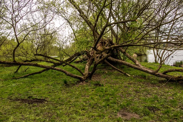 Stará Roztažená Vrba Šikmými Kmeny Které Rostou Parku Swierklaniec Polsko — Stock fotografie