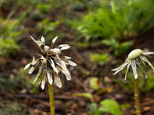 Karahindiba Çiçeklerine Yakın Çekim Yağmur Sırasında Olgun Karahindiba Çiçekleri — Stok fotoğraf