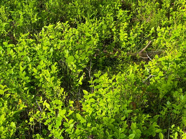 Verde Intenso Arándano Primavera Durante Floración Bosque Pinos Como Fondo — Foto de Stock