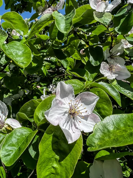 stock image white quince flowers and green leaves in spring