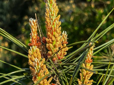 Yüksek miktarda polen nedeniyle çam çiçeklenmesi alerji hastaları için zor bir süreçtir.