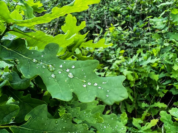 Stock image Herbaceous oak leaves with small raindrops on them