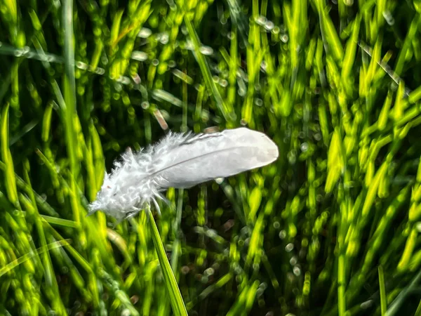 緑の草の刃の上に横たわる白い羽 — ストック写真